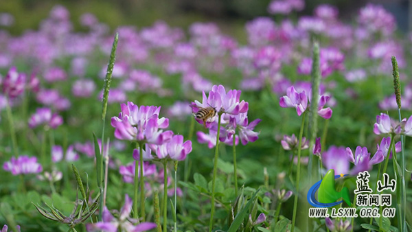 祠堂圩镇山口村：紫云英烂漫绽放 春日花海引客来2.jpg