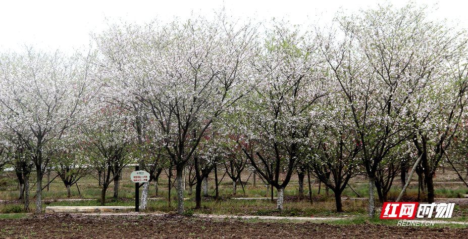 IMG_0706.JPG IMG_0706.JPG