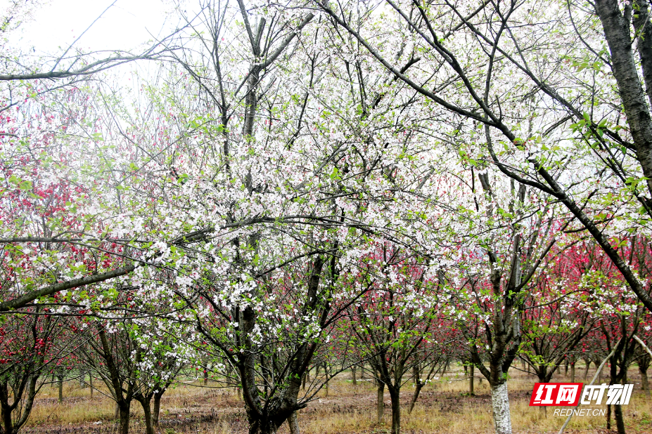 IMG_0704.JPG IMG_0704.JPG