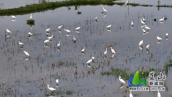 我县迎候鸟迁徙过境 白鹭云集绘春光1.jpg