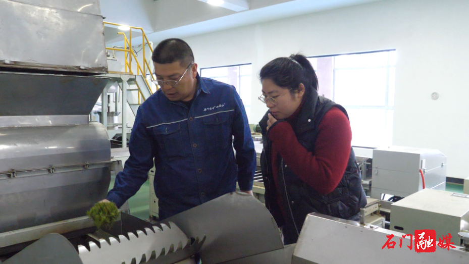 白云山林场:千亩春茶开采 茶香引路富民增收4.png 白云山林场:千亩春茶开采 茶香引路富民增收4.png