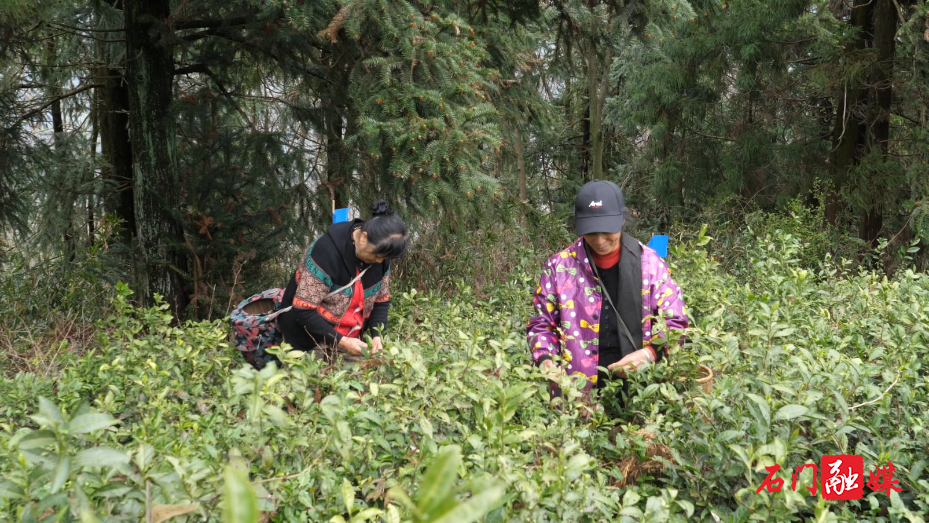 白云山林场:千亩春茶开采 茶香引路富民增收2.png 白云山林场:千亩春茶开采 茶香引路富民增收2.png