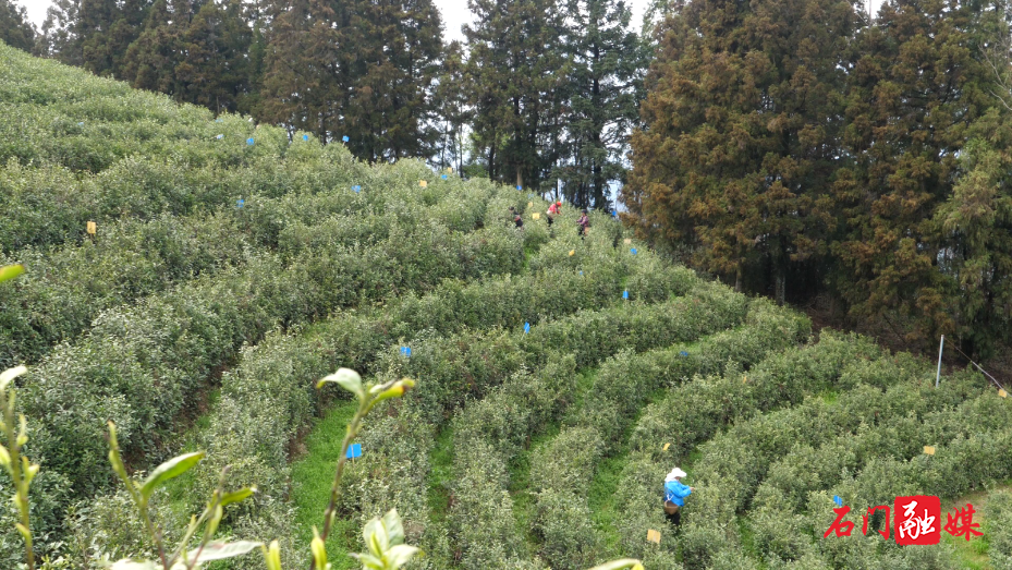 白云山林场:千亩春茶开采 茶香引路富民增收1.png 白云山林场:千亩春茶开采 茶香引路富民增收1.png
