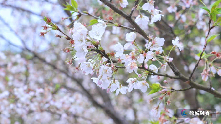 怀化鹤城区：樱花盛放似“白色海洋” 满园春色醉游人（高清半成品）.mp4_000014.959.png