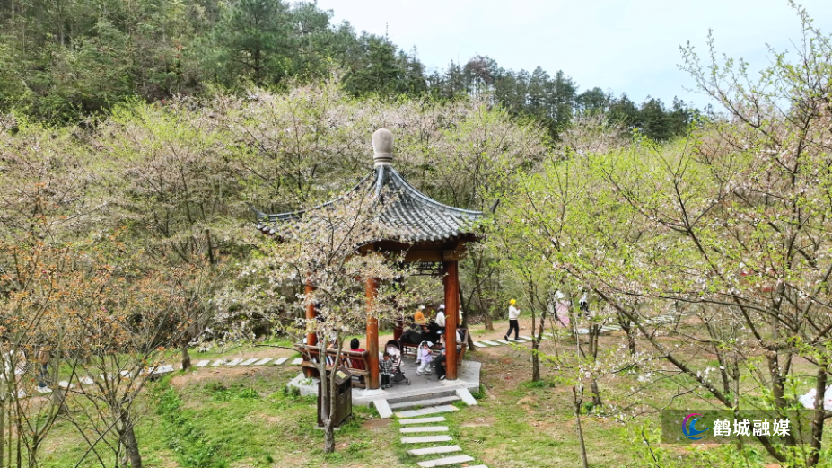 怀化鹤城区：樱花盛放似“白色海洋” 满园春色醉游人（高清半成品）.mp4_000120.259.png