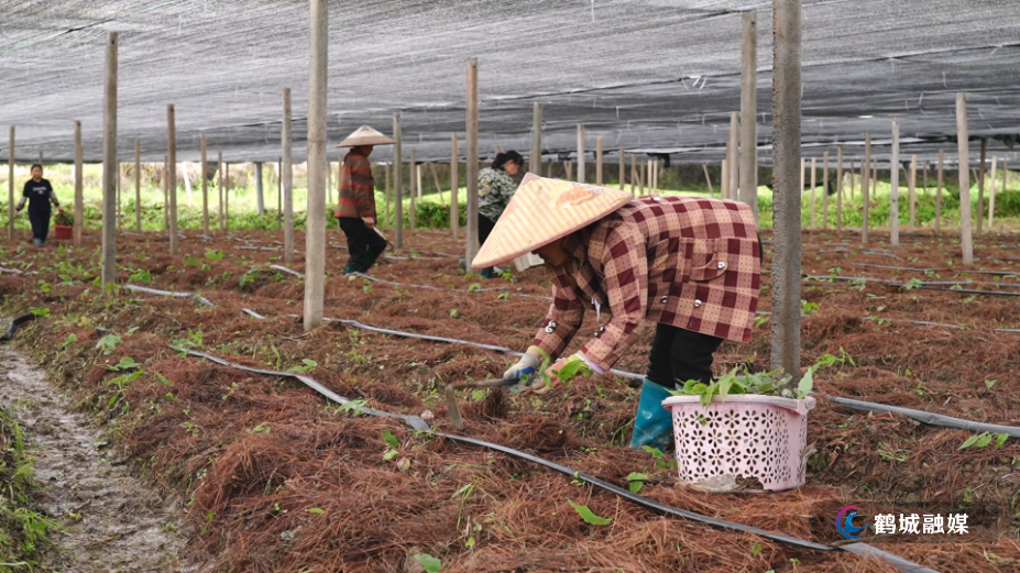 兴隆农业：二十余载“种养循环”路 智慧赋能“生态致富”.mp4_000129.620.png
