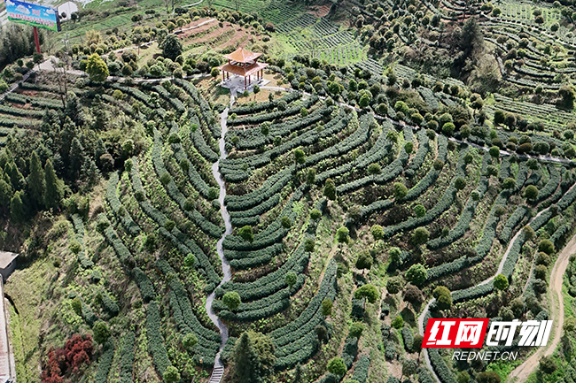 凤娇茶场。李晋中 摄影.jpg