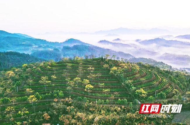 雷公尖茶场。张建芳 摄影.jpg