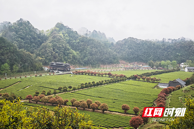 辰龙关茶旅融合产业园。瞿云 摄影.jpg