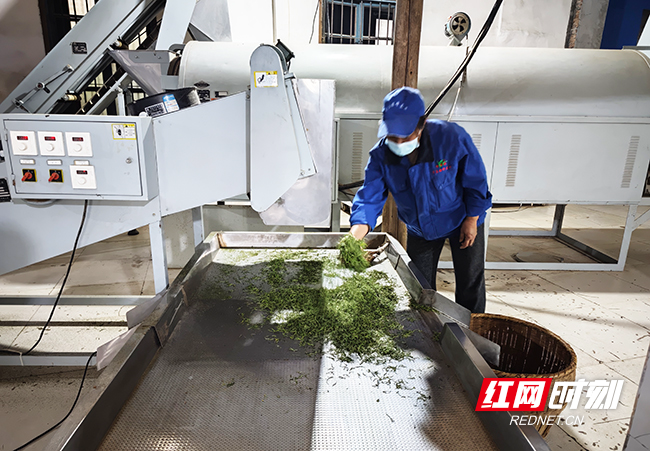 银峰茶业生产车间。瞿云 摄影.jpg