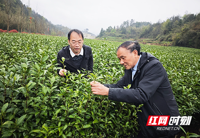 干发茶叶负责人张干发（右）在茶园察看长势。瞿云 摄影.jpg