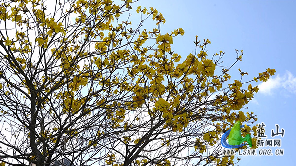 美丽蓝山：繁花缀满枝 乐享春日美景1_1.jpg