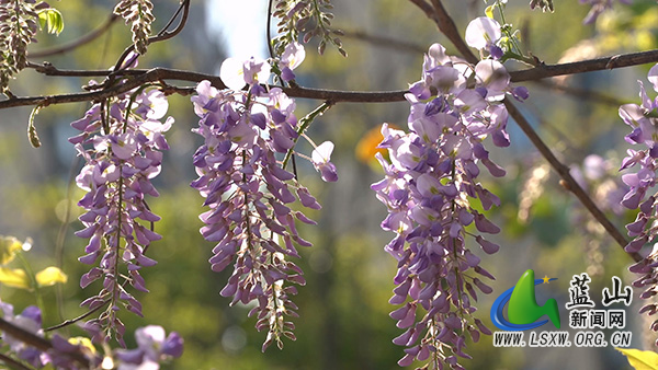美丽蓝山：繁花缀满枝 乐享春日美景2.jpg