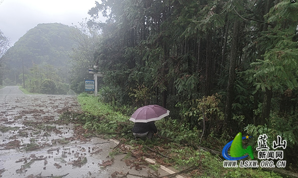 祠堂圩镇：暴雨侵袭显担当 清障保畅护民生.jpg