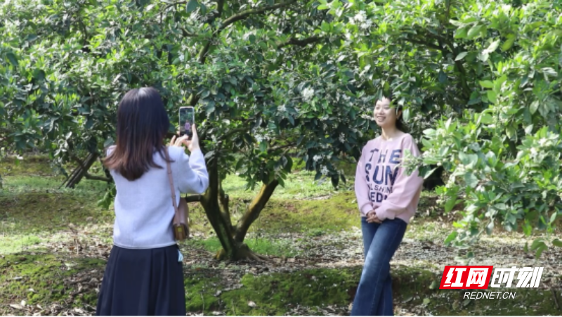 宜章:脐橙花开春光美441.png 宜章:脐橙花开春光美441.png