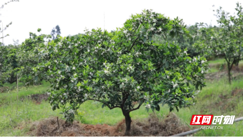 宜章:脐橙花开春光美446.png 宜章:脐橙花开春光美446.png