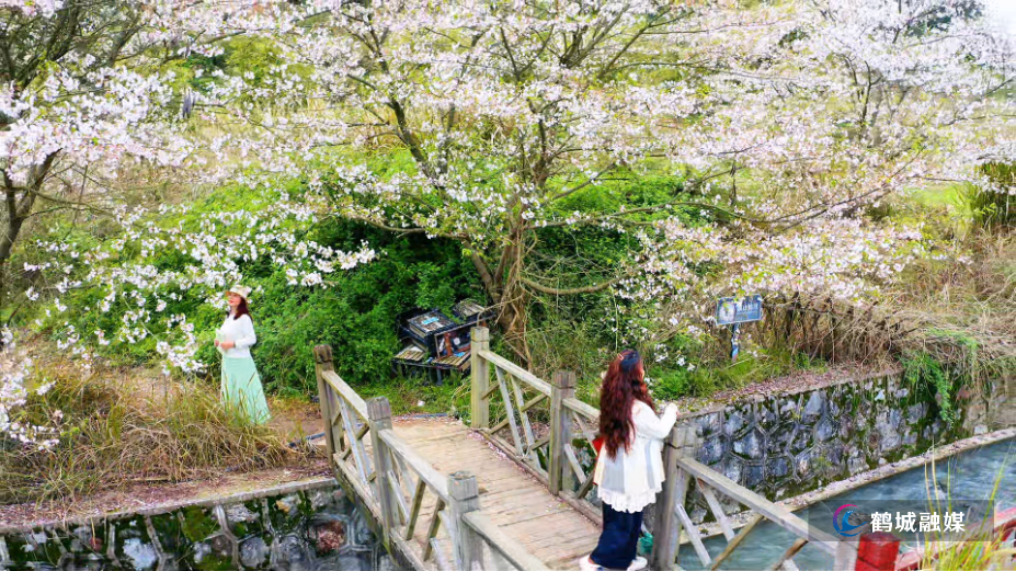 (粗编)樱花绽放正当时 乡村旅游添活力.mp4_000010.787.png (粗编)樱花绽放正当时 乡村旅游添活力.mp4_000010.787.png