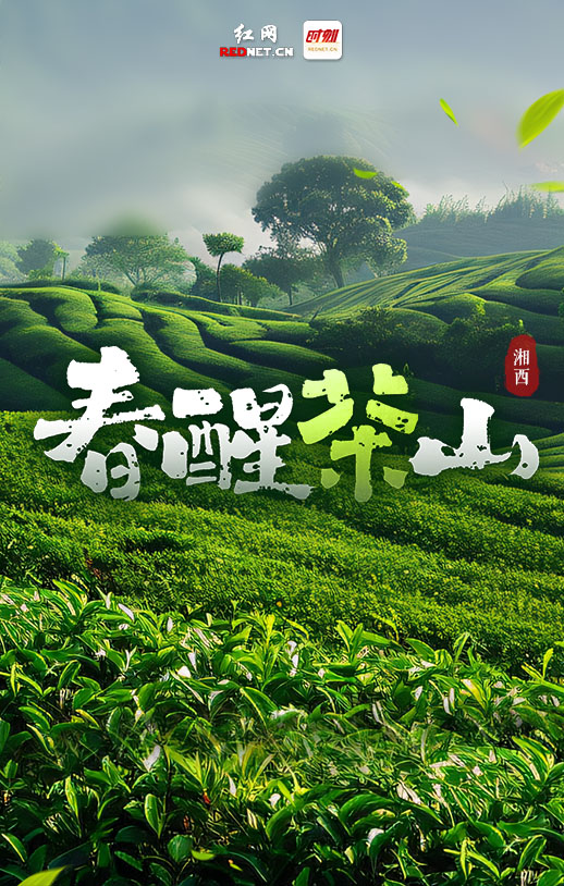 专题丨春醒茶山