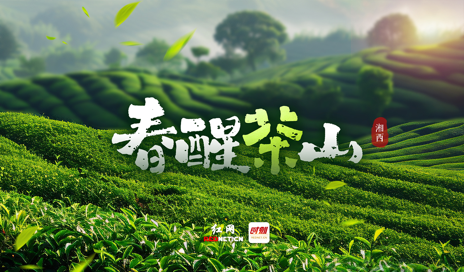 专题丨春醒茶山