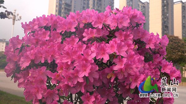 我县一路繁花一路景 花香漫城添雅韵1.jpg