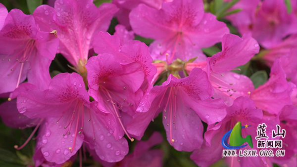 我县一路繁花一路景 花香漫城添雅韵2.jpg