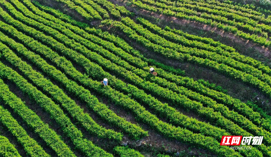 图片15.jpg 图片15.jpg