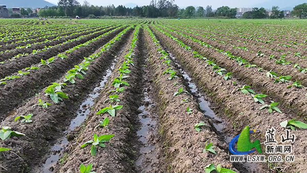 塔峰镇团结村：科学管护助生长 烤烟产业促振兴1.jpg