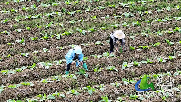 塔峰镇团结村：科学管护助生长 烤烟产业促振兴2.jpg