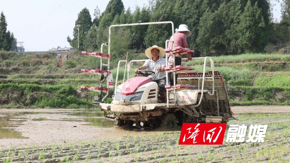 隆回：早稻插秧忙 沃野染新绿0.jpg