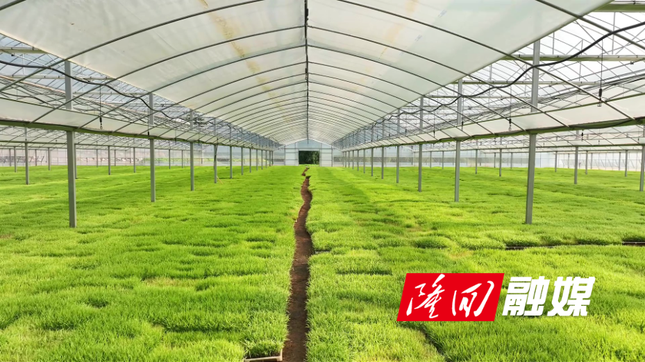 隆回：早稻插秧忙 沃野染新绿.jpg