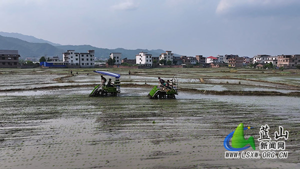 我县机械化插秧“稻”路宽 按下春耕“快进键”1.jpg 我县机械化插秧“稻”路宽 按下春耕“快进键”1.jpg
