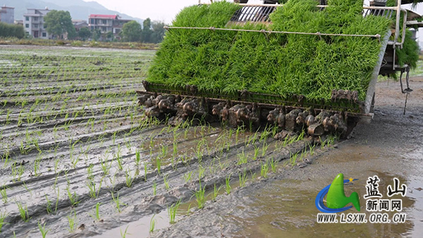 我县机械化插秧“稻”路宽 按下春耕“快进键”2.jpg 我县机械化插秧“稻”路宽 按下春耕“快进键”2.jpg