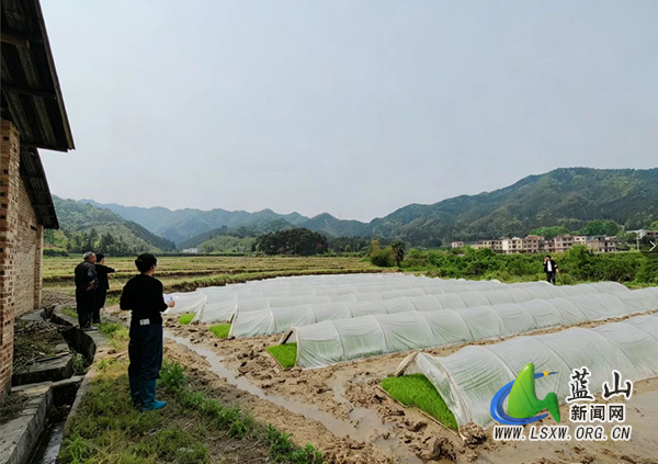 祠堂圩镇：严把早稻育秧验收关 夯实粮食丰收基础.jpg