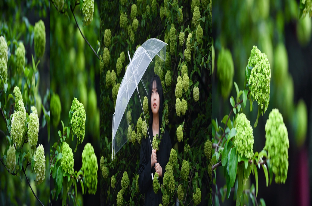 有“摄”湖南丨清明踏青摄影教程来了！在长沙邂逅“花花世界”