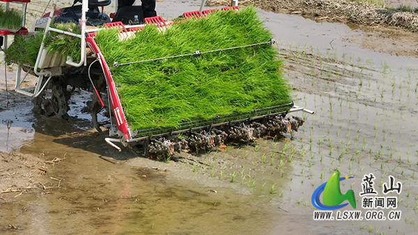 我县良田披绿装 “智慧”插秧忙.jpg