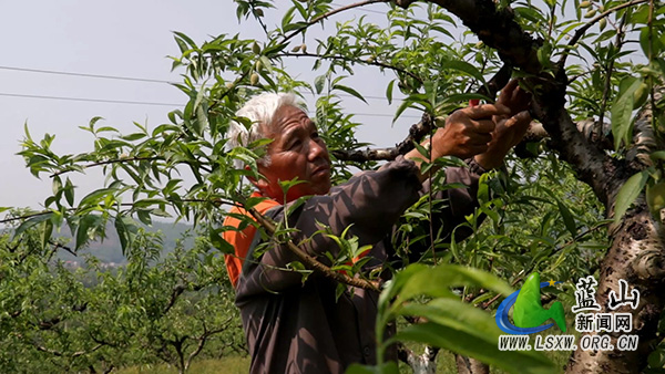 太平圩镇:抢抓农时精管护 林果增收促振兴2.jpg 太平圩镇:抢抓农时精管护 林果增收促振兴2.jpg