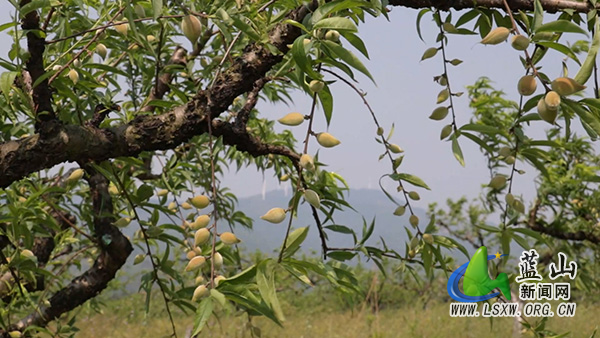 太平圩镇:抢抓农时精管护 林果增收促振兴1.jpg 太平圩镇:抢抓农时精管护 林果增收促振兴1.jpg