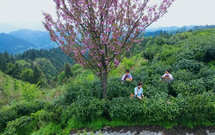 古丈县牛角山有机茶园：樱花茶园天边挂 浪漫茶旅“走个春”
