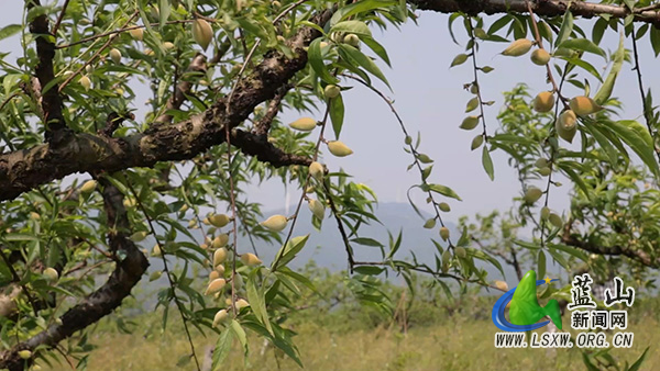 美丽蓝山:早春“花果同树”奇观 鹰嘴桃基地奏响丰收序曲1.jpg 美丽蓝山:早春“花果同树”奇观 鹰嘴桃基地奏响丰收序曲1.jpg