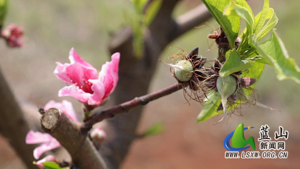 美丽蓝山:早春“花果同树”奇观 鹰嘴桃基地奏响丰收序曲2.jpg 美丽蓝山:早春“花果同树”奇观 鹰嘴桃基地奏响丰收序曲2.jpg