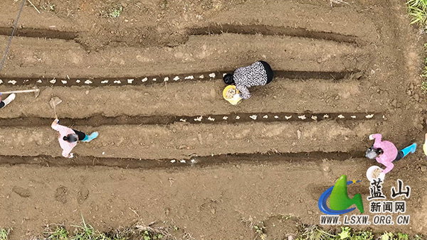 大桥瑶族乡:深耕高山沃土 种下“姜”来希望1.jpg 大桥瑶族乡:深耕高山沃土 种下“姜”来希望1.jpg