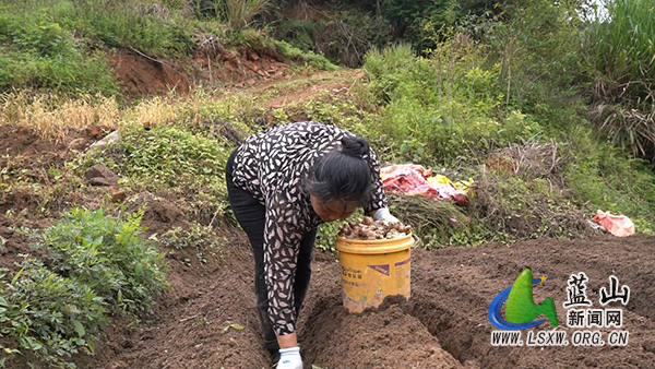 大桥瑶族乡:深耕高山沃土 种下“姜”来希望2.jpg 大桥瑶族乡:深耕高山沃土 种下“姜”来希望2.jpg