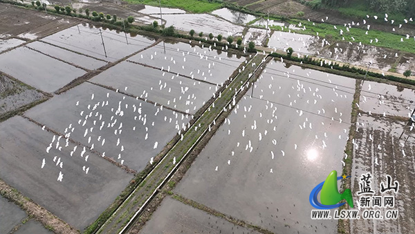 所城镇：春日白鹭舞翩跹 生态美景入画来1.jpg