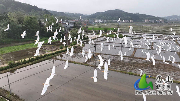 所城镇：春日白鹭舞翩跹 生态美景入画来2.jpg