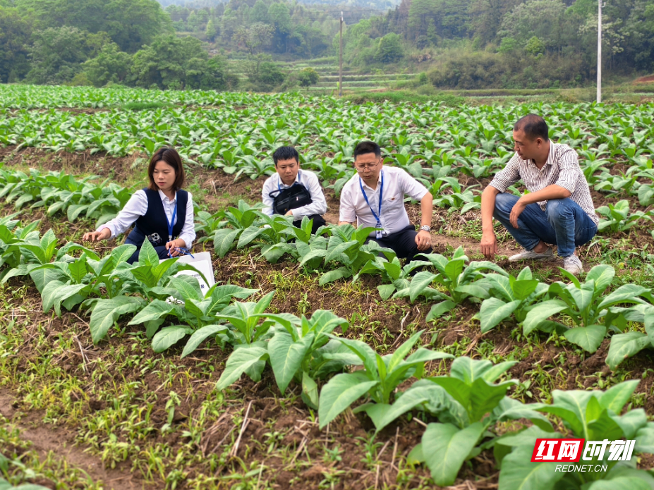 桂阳沪农商村镇银行在仁义镇大坊村走访烟叶种植户.jpg