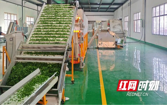 助力茶产业链延伸 湘西州首个碾茶项目投产运营