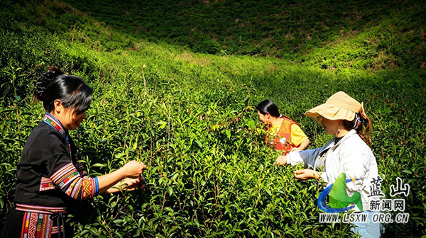 所城镇舜源村：党群服务架起“致富桥”，高山百草茶香飘山外.jpg