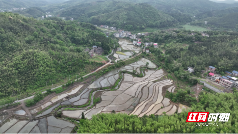 宜章县浆水乡：早稻插秧忙  田间披“新绿”(2)671.png