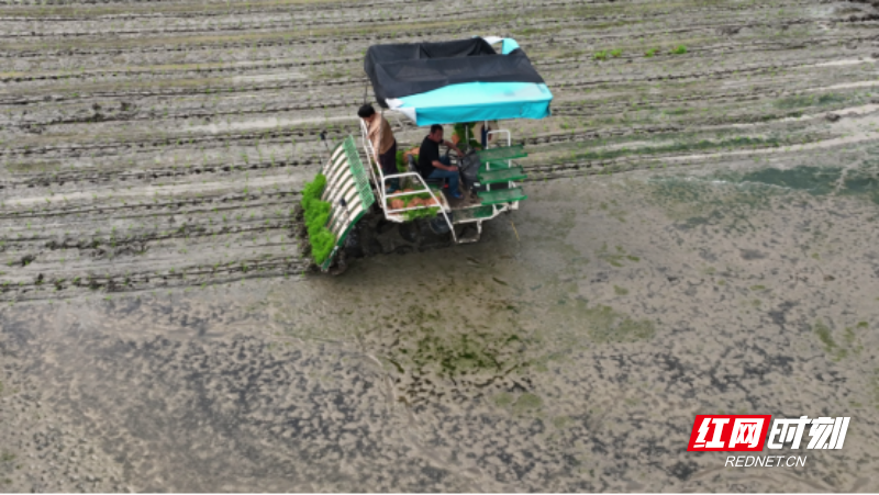 宜章县浆水乡：早稻插秧忙  田间披“新绿”(2)670.png