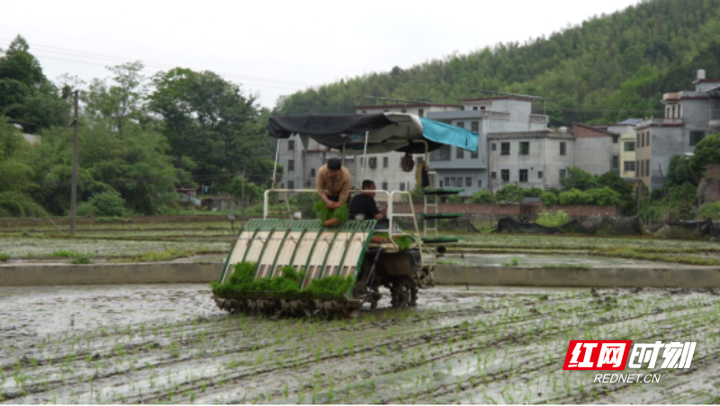 宜章县浆水乡：早稻插秧忙  田间披“新绿”(2)666.png